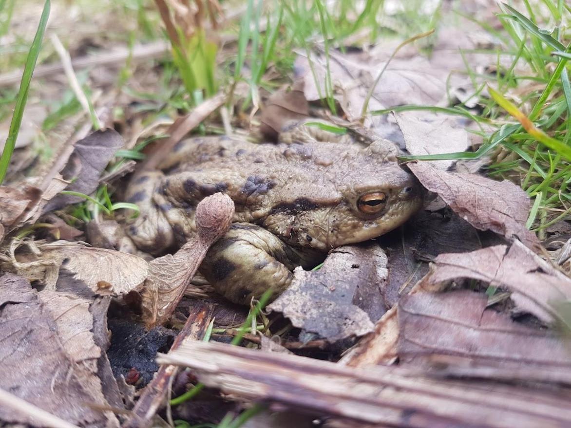 Schupplerova Vila Hostejn Buitenkant foto